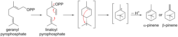 Biosynthese van pineen uit geranylpyrofosfaat