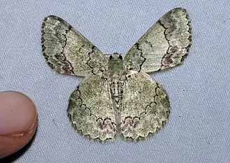 Pingasa tapungkanana