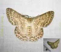 Pingasa hypoleucaria