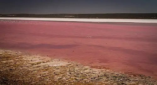 Pink Lake