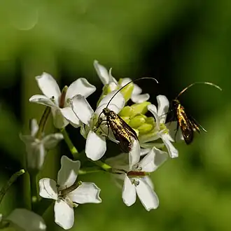 Pinksterbloemlangsprietmotten in Zutphen