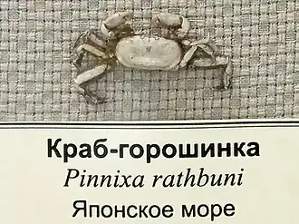 Pinnixa rathbuni