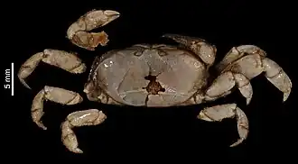 Pinnixa transversalis