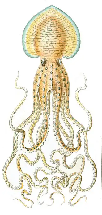 Pinnoctopus cordiformis