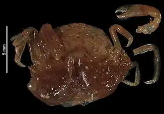 Pinnotheres coutierei