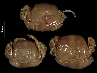 Pinnotheres lutescens