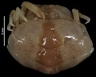 Pinnotheres maindroni