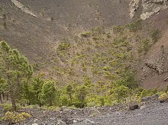 Canarische den (Pinus canariensis) in de krater van San Antonio