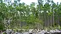 Pinus caribaea var. bahamensis