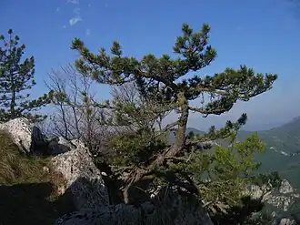Mehedinți-gebergte, Nationaal park Domogled-Valea Cernei