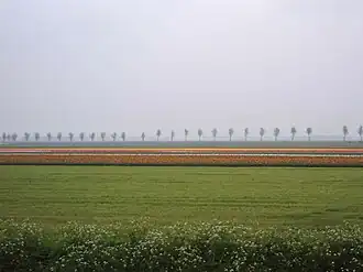 Bloembollenveld tussen Zeewolde en Almere