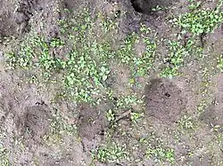 Deels weer dichtgeslibde trapgaten na overstroming.