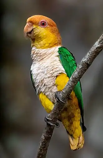 Witbuikcaique