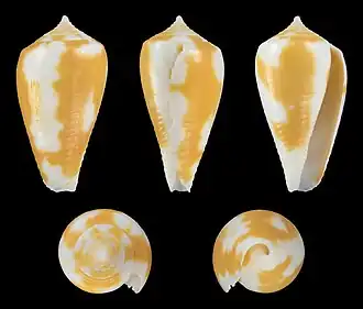 Conus fischoederi