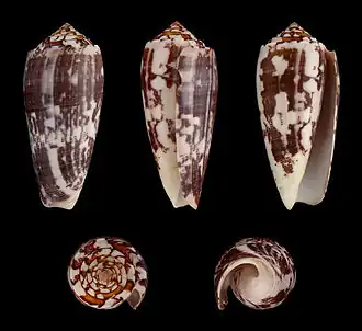 Conus striatus