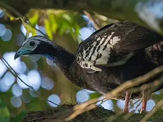 Trinidadblauwkeelgoean