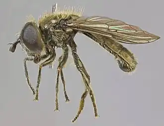 Gewone langsprietplatbek