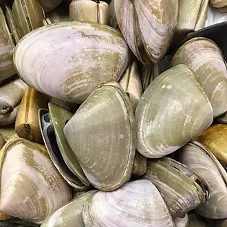 Plebidonax deltoides