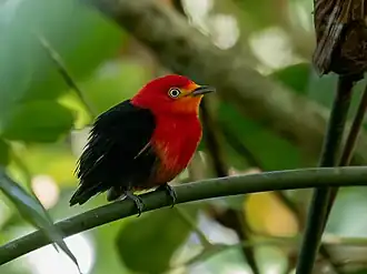 Roodkruinmanakin