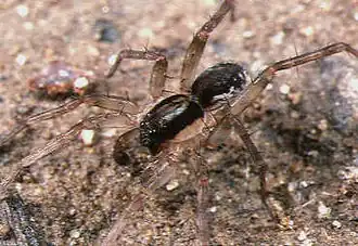 Piratula iriomotensis