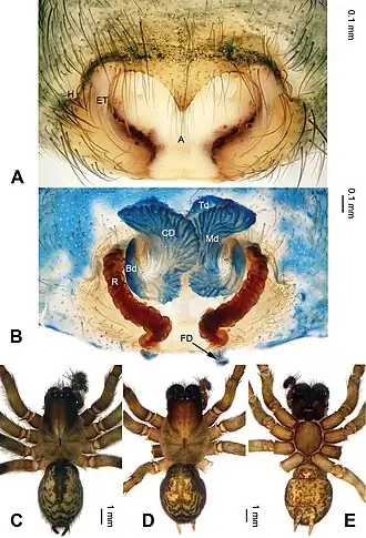 Pireneitega triglochinata