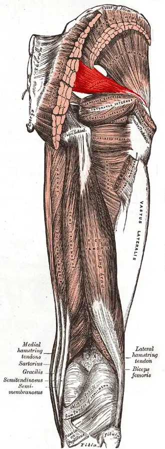 Musculus piriformis
