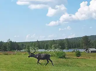 Rendieren in Pirttijärvi