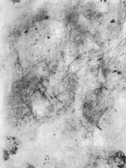 Hoofd van een vrouw met kap, inv. 2301, ca. 1440-1450, zilverstift op perkament, 11,5&nbsp;×&nbsp;9,3