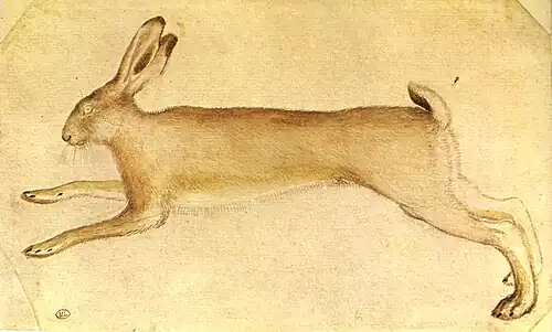 Rennende haas, inv. 2445, ca. 1433-1436, pen, zwart potlood en aquarel op papier, 13,9&nbsp;×&nbsp;22,5