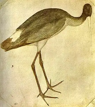 Ooievaar, inv. 2451, pen, sporen van potlood en aquarel op papier, 18,6, 20,9