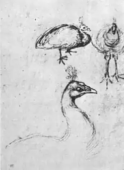 Drie pauwen, inv. 2507r, pen, bister en aquarel op rood papier, 24,5&nbsp;×&nbsp;18,6