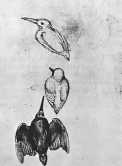 Vier ijsvogels, inv. 2507v, pen, bister en aquarel op rood papier, 24,5&nbsp;×&nbsp;18,6