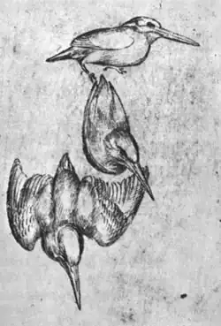Drie ijsvogels, inv. 2509r, pen en inkt op rood papier, 24,9&nbsp;×&nbsp;18,2
