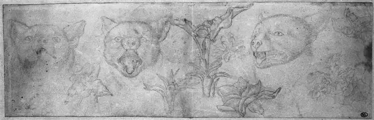 Drie katten, planten, inv. 2381, zilverstift op perkament, 9,5&nbsp;×&nbsp;31