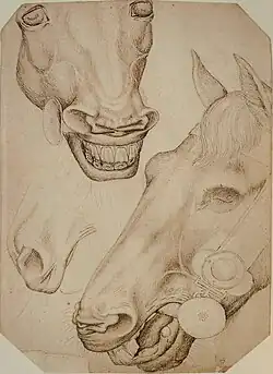 Twee snuiten en hoofd van een paard, inv. 2354, ca. 1433-1438, pen en potlood op papier, 29,1&nbsp;×&nbsp;18,5