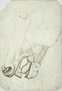 Snuit van een paard, inv. 2355, ca. 1433-1438, pen en potlood op papier, 23,5&nbsp;×&nbsp;16