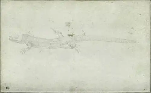 Hagedis lopend naar links, inv. 2383, ca. 1433-1438, zilverstift op papier, 12&nbsp;×&nbsp;15,2