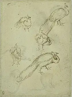 Vijf pauwen, inv. 2390v, pen en inkt op lichtroze papier, 25,4&nbsp;×&nbsp;19