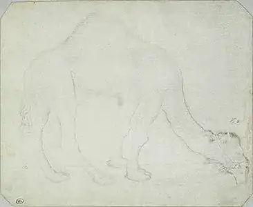 Kameel, inv. 2400, pen en zilverstift op perkament, 15,5&nbsp;×&nbsp;18,7