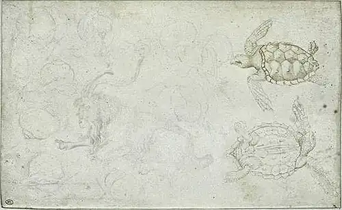 Slakken, bok, schildpadden, inv. 2412, ca. 1433-1438, zilverstift, pen en zilverstift op perkament, 16,2&nbsp;×&nbsp;26