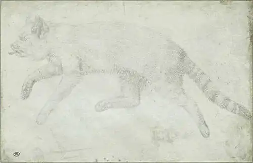 Kat, inv. 2421, zilverstift op perkament, 15&nbsp;×&nbsp;23,3