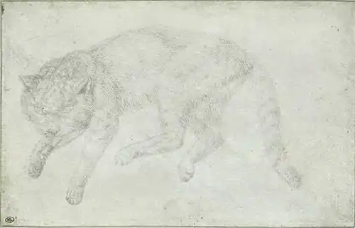 Kat, inv. 2422, zilverstift op perkament, 15&nbsp;×&nbsp;23,3