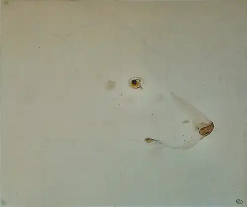 Hondenkop, inv. 2429r, ca. 1433-1436, potlood op papier, 18,3&nbsp;×&nbsp;21,9