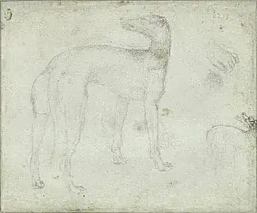 Windhond, inv. 2429v, ca. 1433-1436, potlood op papier, 18,3&nbsp;×&nbsp;21,9