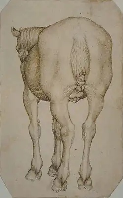 Paard op de rug gezien, inv. 2444, ca. 1433-1438, pen en potlood op papier, 19,2&nbsp;×&nbsp;11,8