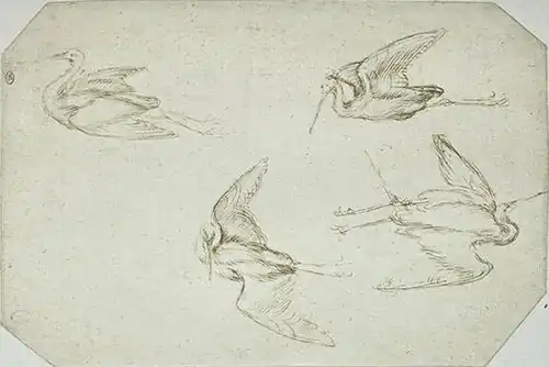 Vier reigers, inv. 2469, ca. 1433-1438, pen en inkt op papier, 17&nbsp;×&nbsp;24,6