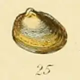 Geplooide erwtenmossel