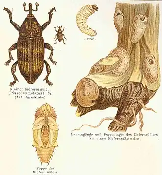 Kleine dennensnuitkever