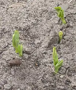 Kiemplanten van de erwt 'Kelvedon Wonder'