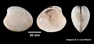 Agriopoma morrhuanum